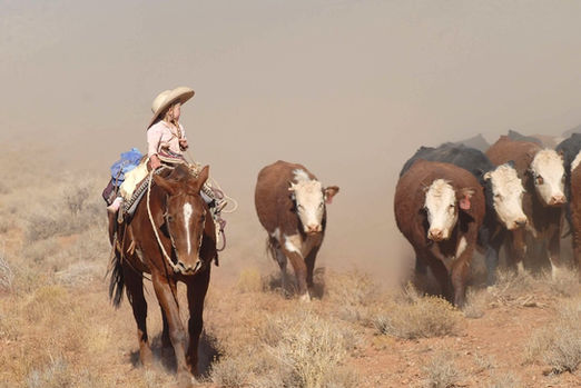 Authentic 110-mile fall cattle drive across Southern Utah, and the Arizona Strip with The Ranch at Wild Rose near Bryce Canyon, Zion National Park and Grand Canyon. 