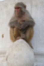 Mother and Baby Monkey on stupa