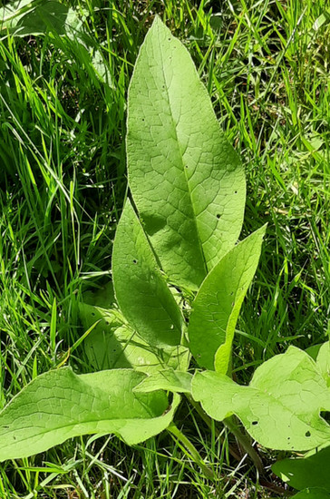 Auch im Herbst kann man noch schöne Beinwellblätter sammeln