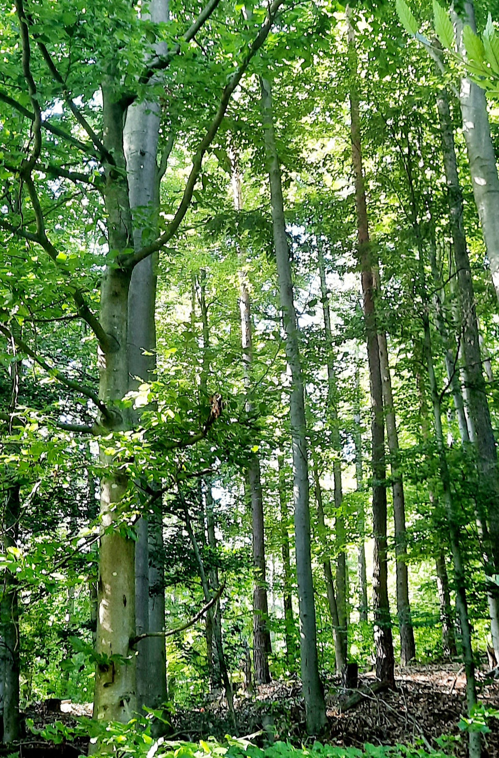 Heilkraft des Waldes - Spessart-Natur-Workshop