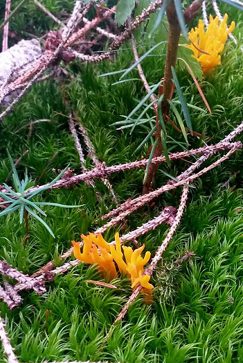 Pilz