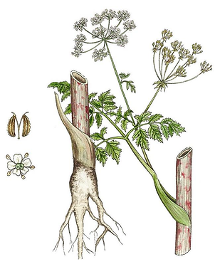 Doldenblütler Zeichnung