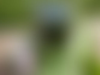 Grünes Wasser - wildes lebendigesAutorin Doris Grappendorf: Grünes Wasser - Naturwasser für Körper, Geist und Seele