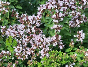 blühender thymian im spessart