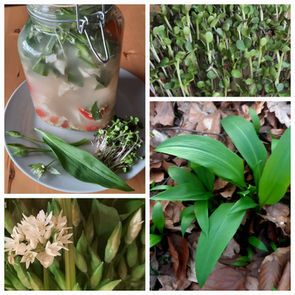 Mein Fermentsaft mit Bärlauch, Quinoa-Keimlingen und Mikrogrün von Rettich, Radieschen, Senf und Brokkoli.