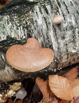 Zunderschwamm