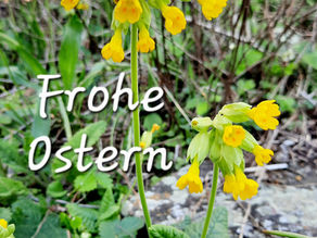 Die Schlüsselblume