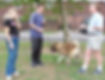 privatedogtraining_002.jpg