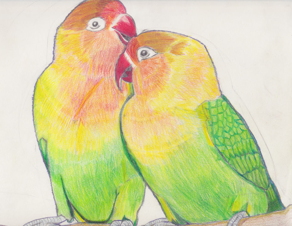 drawings_for_art_class_03(parakeetsColored)