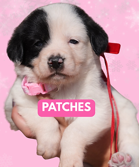 Untitled (15 x 15 in)-2.png