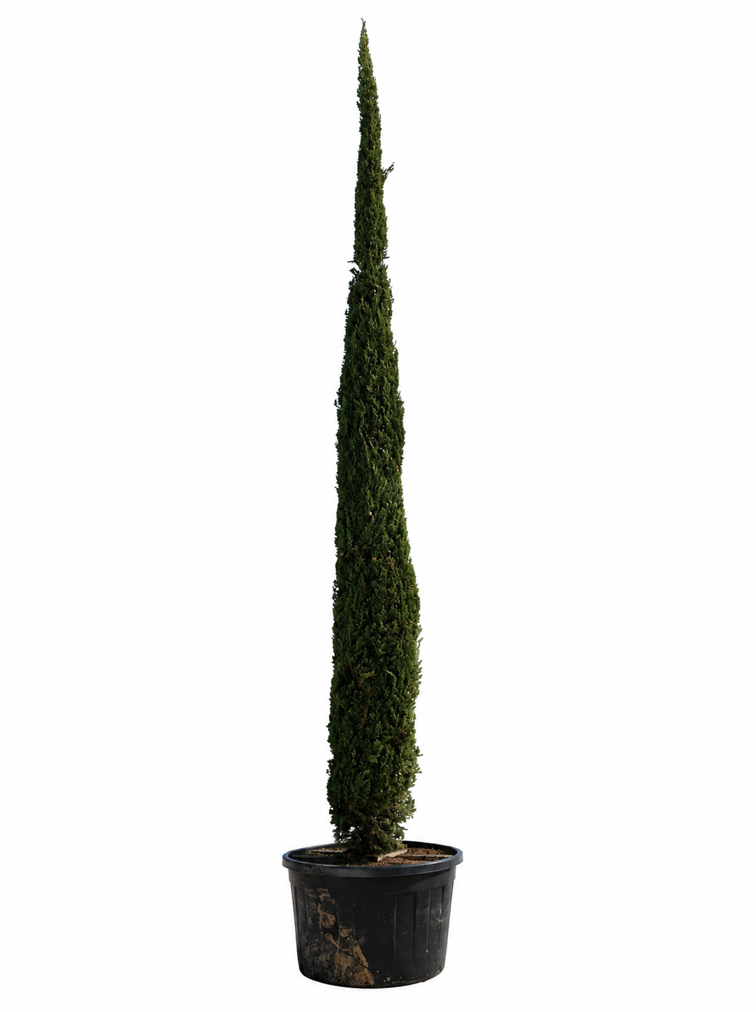 Zypresse Sempervirens Cupressus