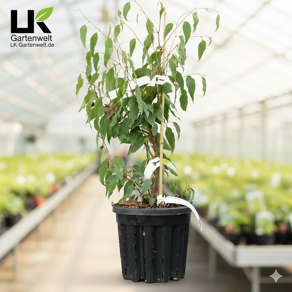 Eucalyptus regnans Riesen-Eukalyptus Königsgummibaum