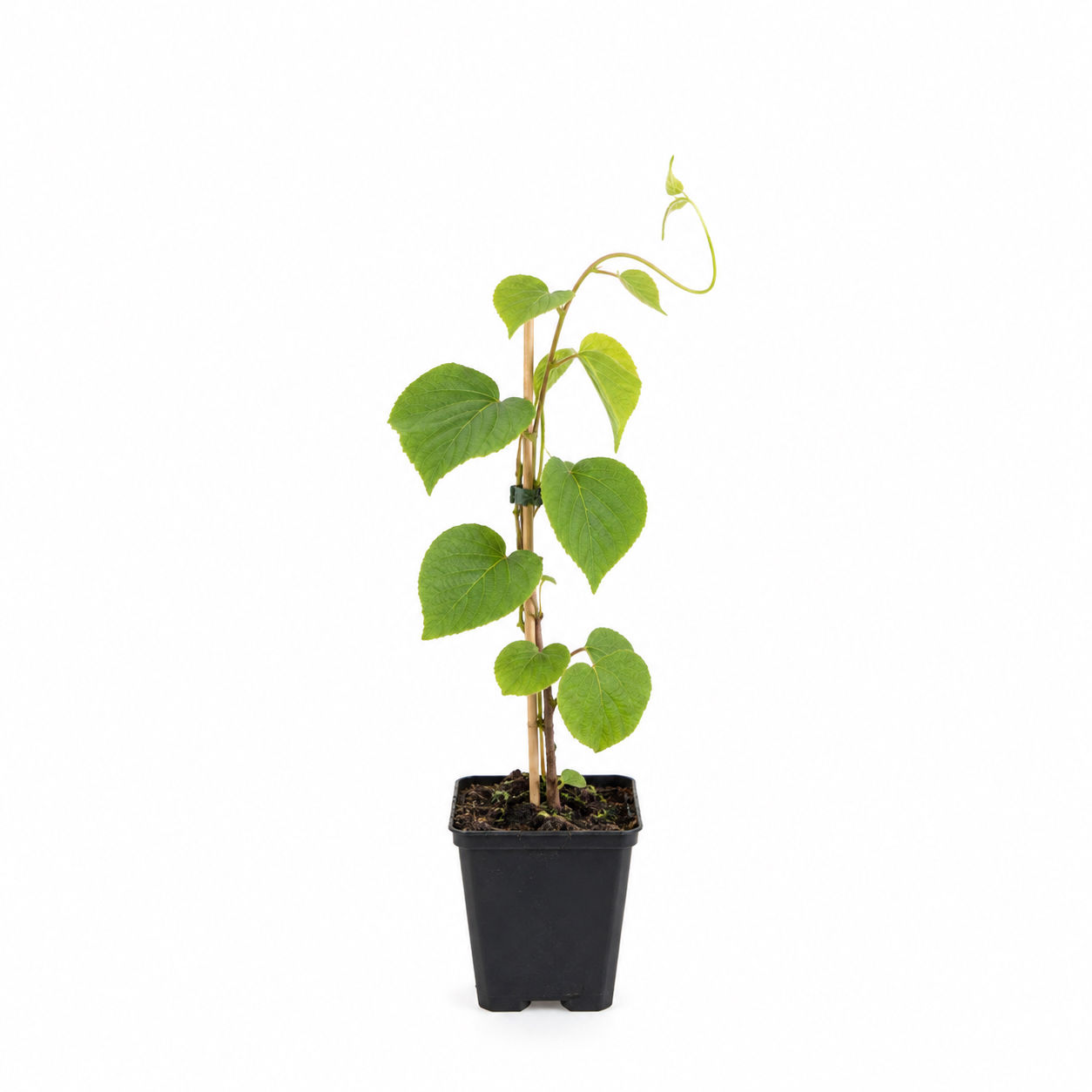 Kiwi-Pflanze – Actinidia 'Koryoku' Kiwibaum weibliche, grüne Kiwi 20-40cm Kiwi k