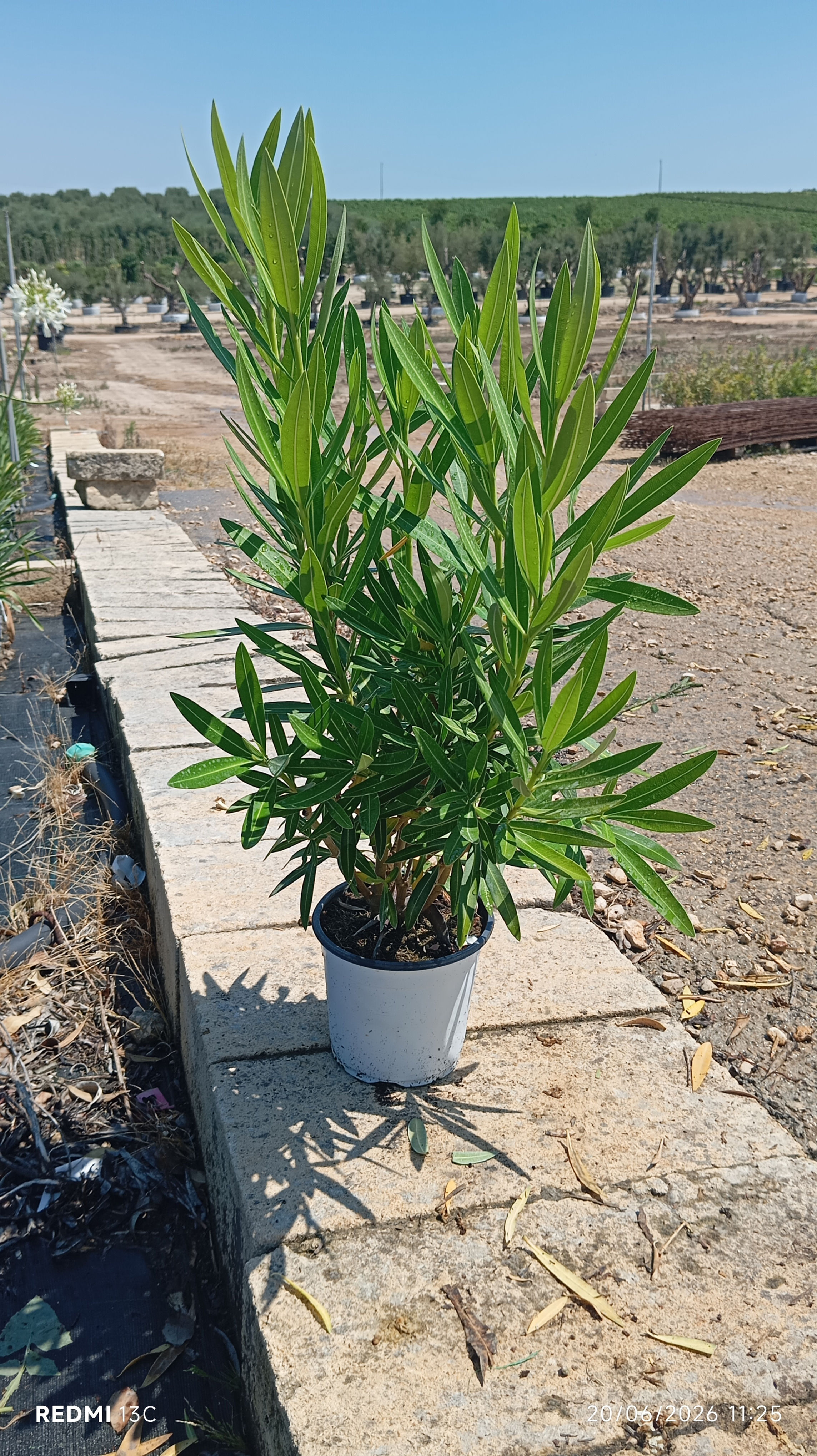 Oleander – Nerium oleander weiß – 75 cm inkl. Topf kaufen