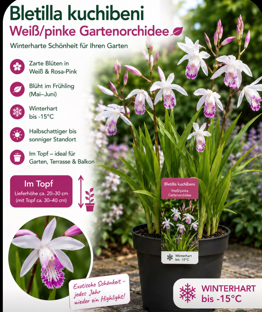 Gartenorchidee – Bletilla kuchibeni - weiß/pinke Gartenorchidee - Winterharte im