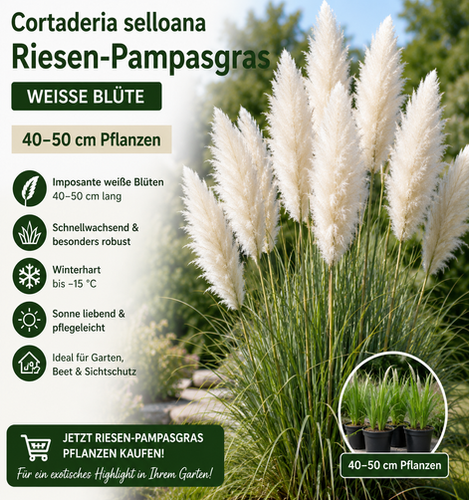 Cortaderia selloana - Riesen-Pampasgras - weiße Blüte 40-50cm Pflanzen kaufen