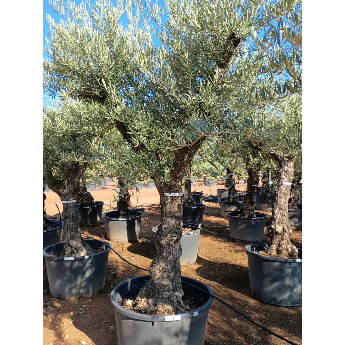 Olivenbaum knorrig kaufen