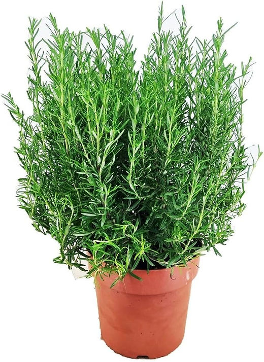 XXL Rosmarin kaufen  Winterharte Kruterpflanze (5070 cm) im groen Topf  | Rosma | LK-Gartenwelt