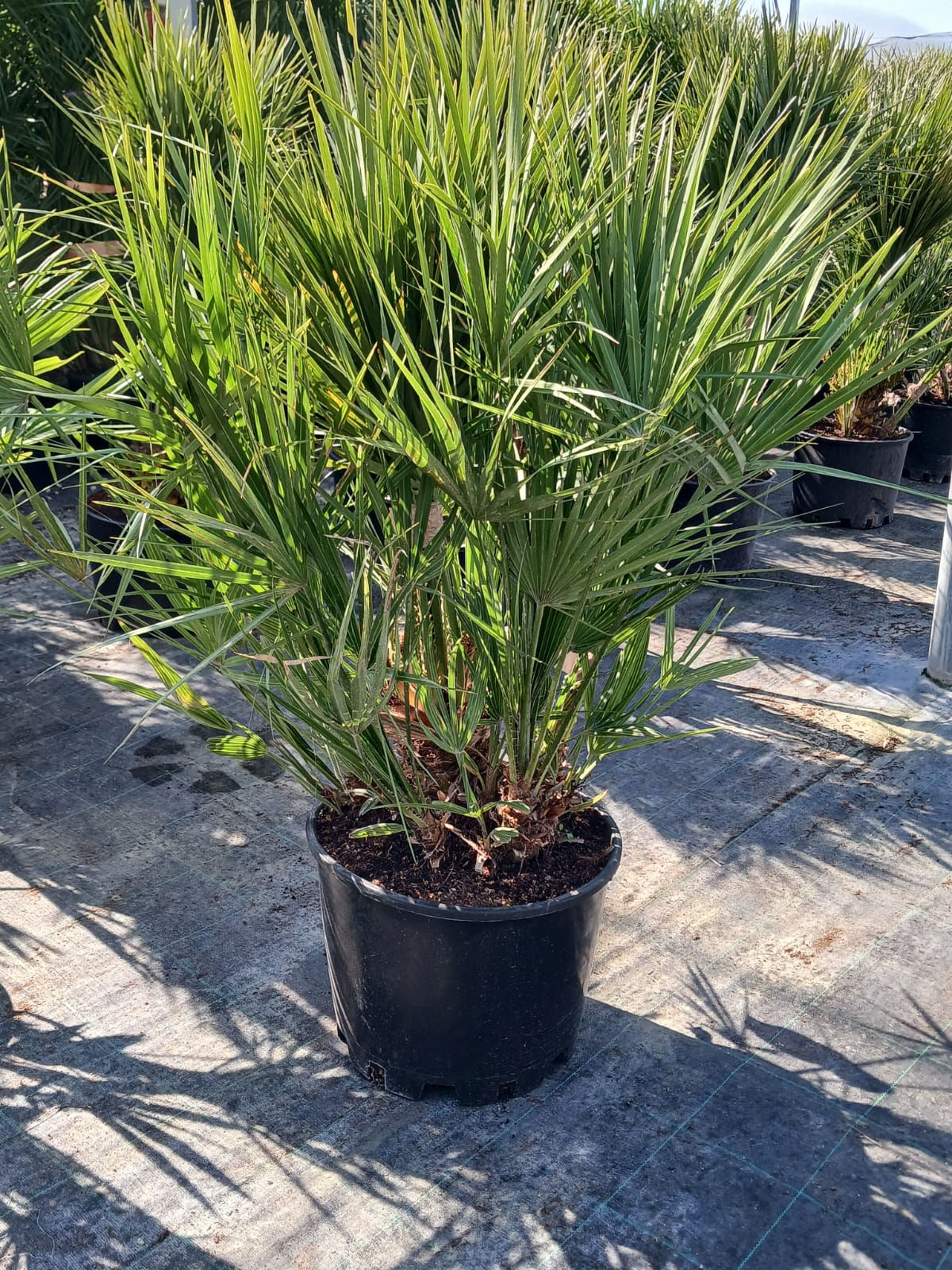Zwergpalme – Gartenpflanze – Zwergpalme – Chamaerops humilis E.Q. Vaso 40 140 cm