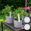 Miniaturbild: 3Er Set - Pelargonium Graveolens - Zitronengeranie - Geranien Pflanzen - anti Mü