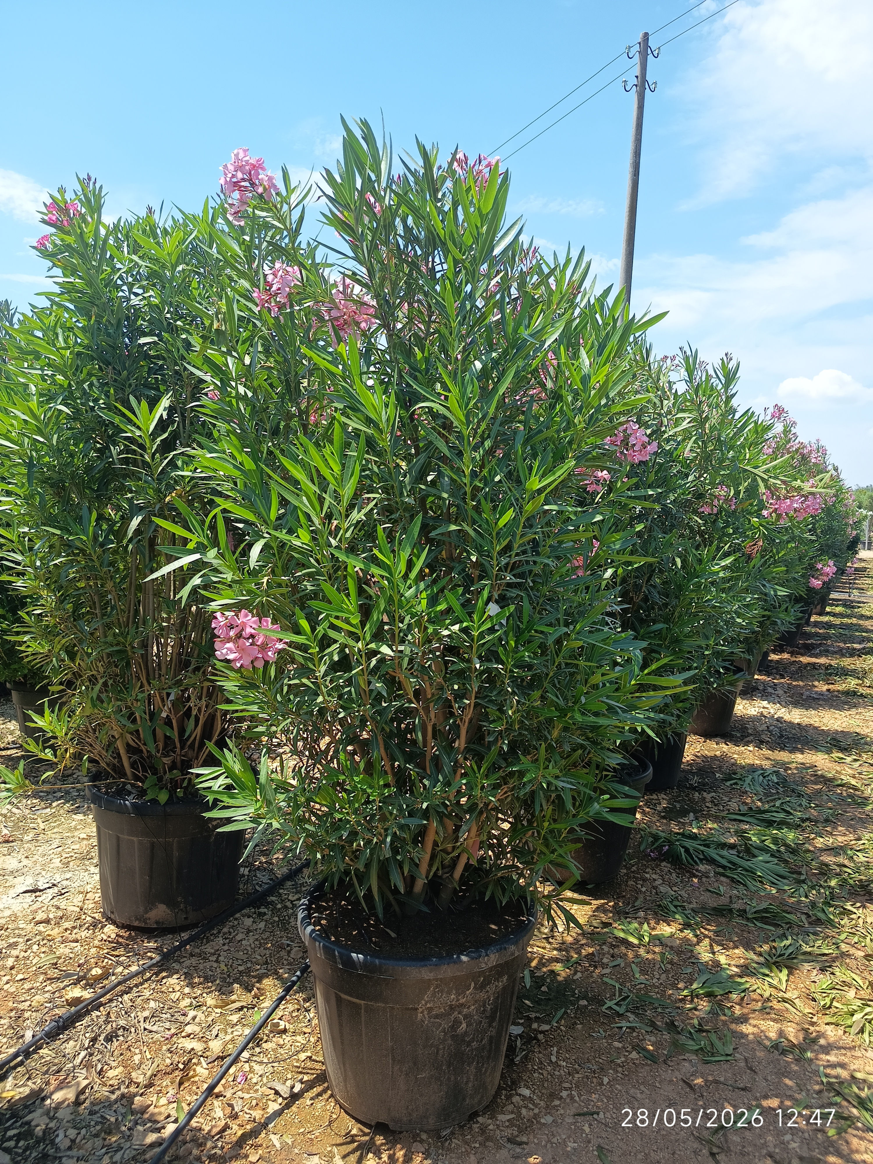 Oleander – Nerium Rosa Oleander – 250 cm inkl. Topf kaufen