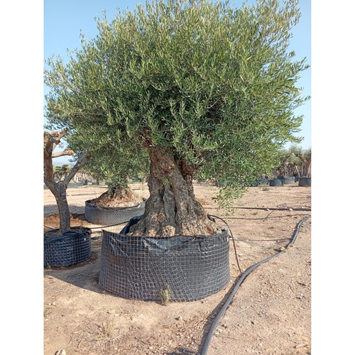 olivenbaum im topf kaufen Olivenbaum In Topf Plastik Grn Large  bohoria.de