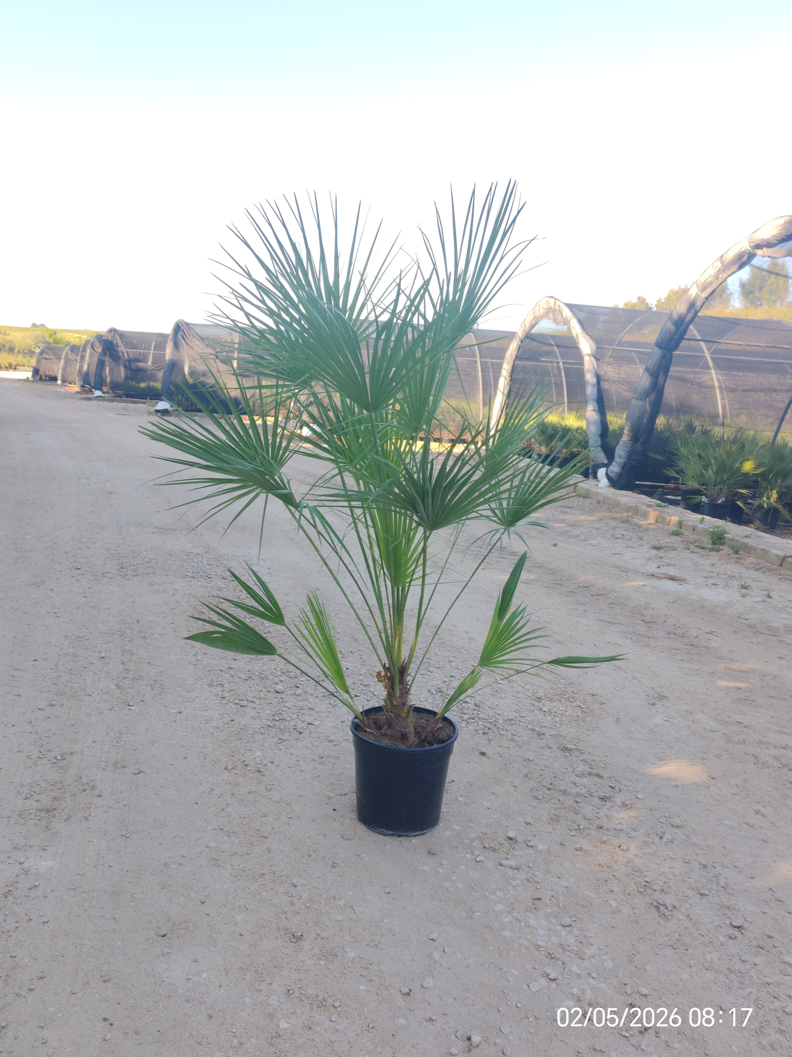 Zwergpalme – Gartenpflanze – Zwergpalme – Chamaerops humilis E.Q. Vaso 30 130 cm