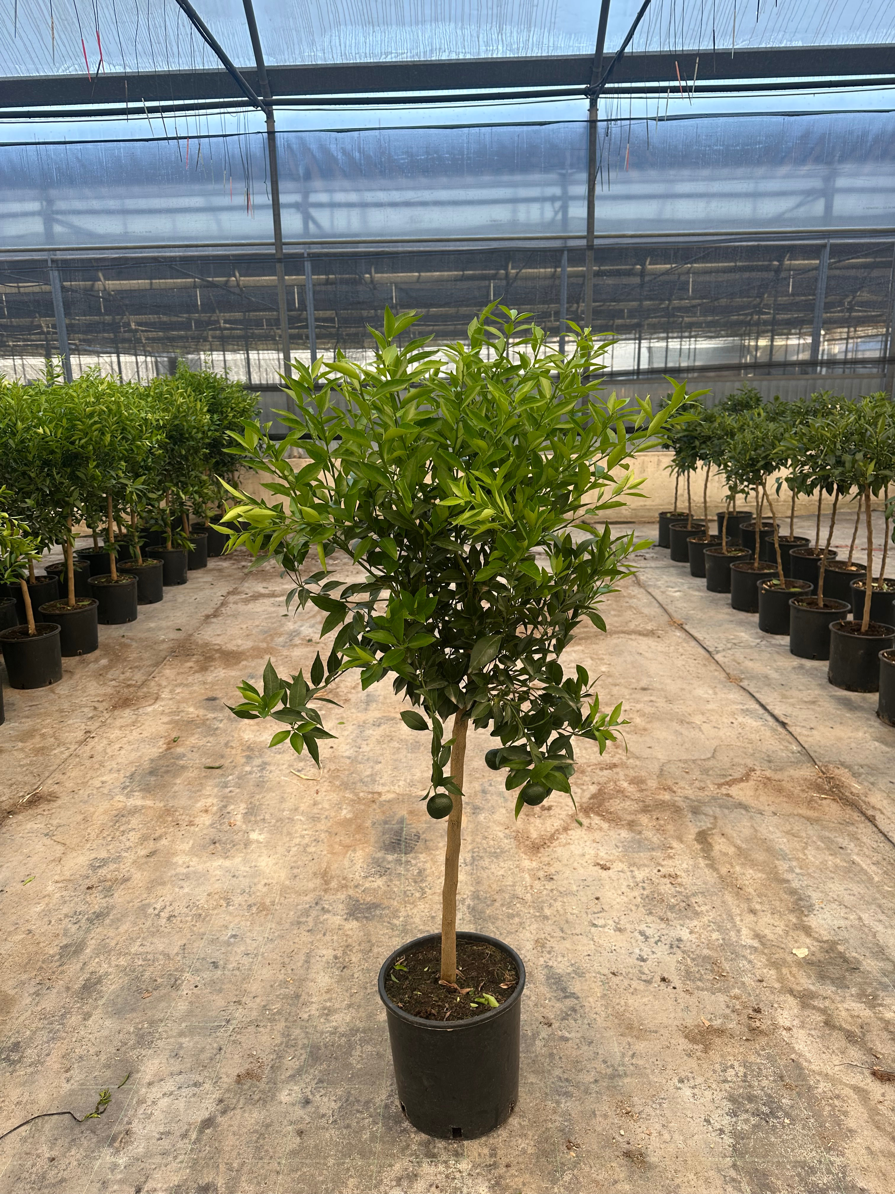 Citrus reticulata (Mandarino) Mandarino kaufen – 125 cm inkl. Topf