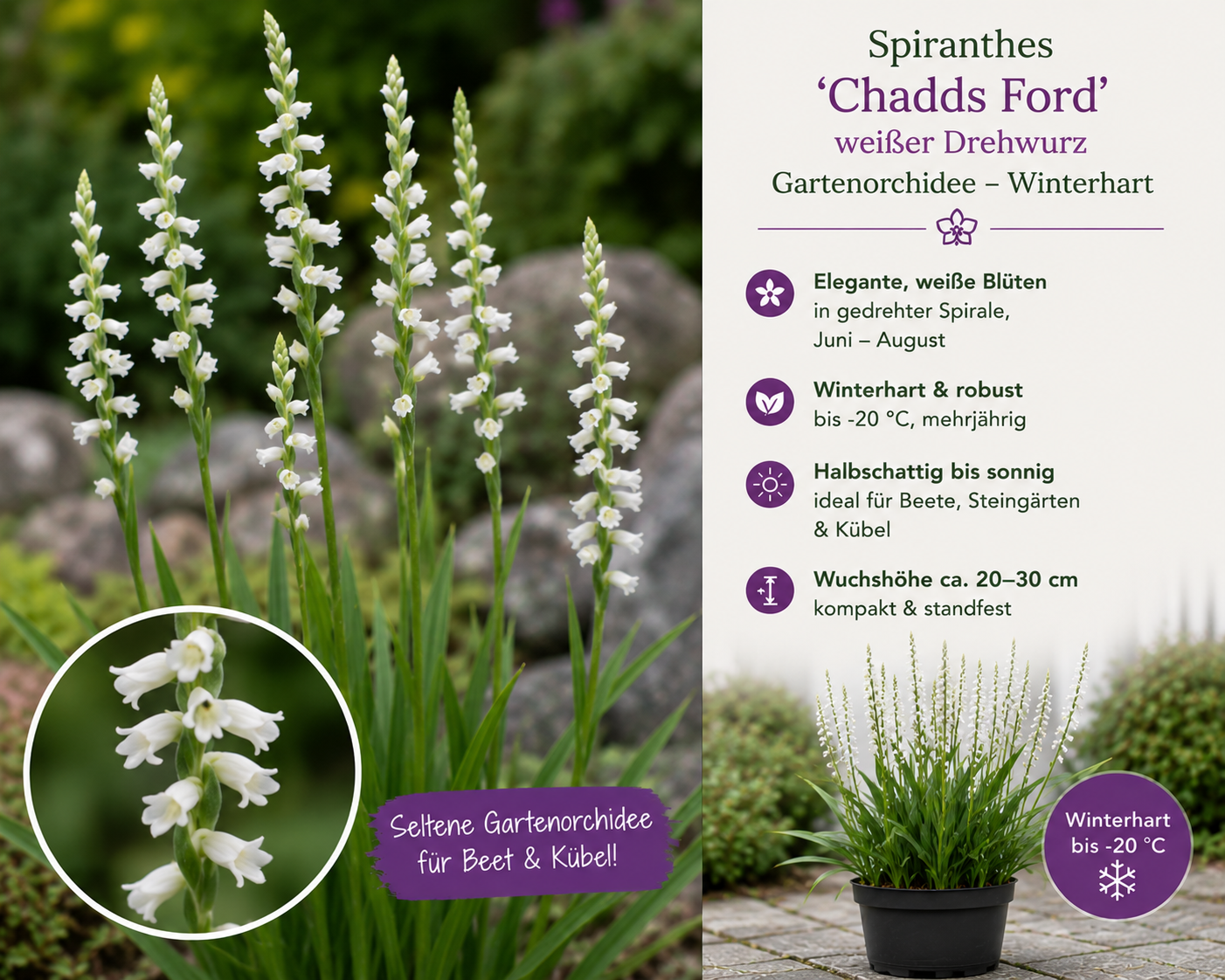 Drehwurz-Orchidee – Spiranthes 'Chadds Ford' - weißer Drehwurz - Gartenorchidee