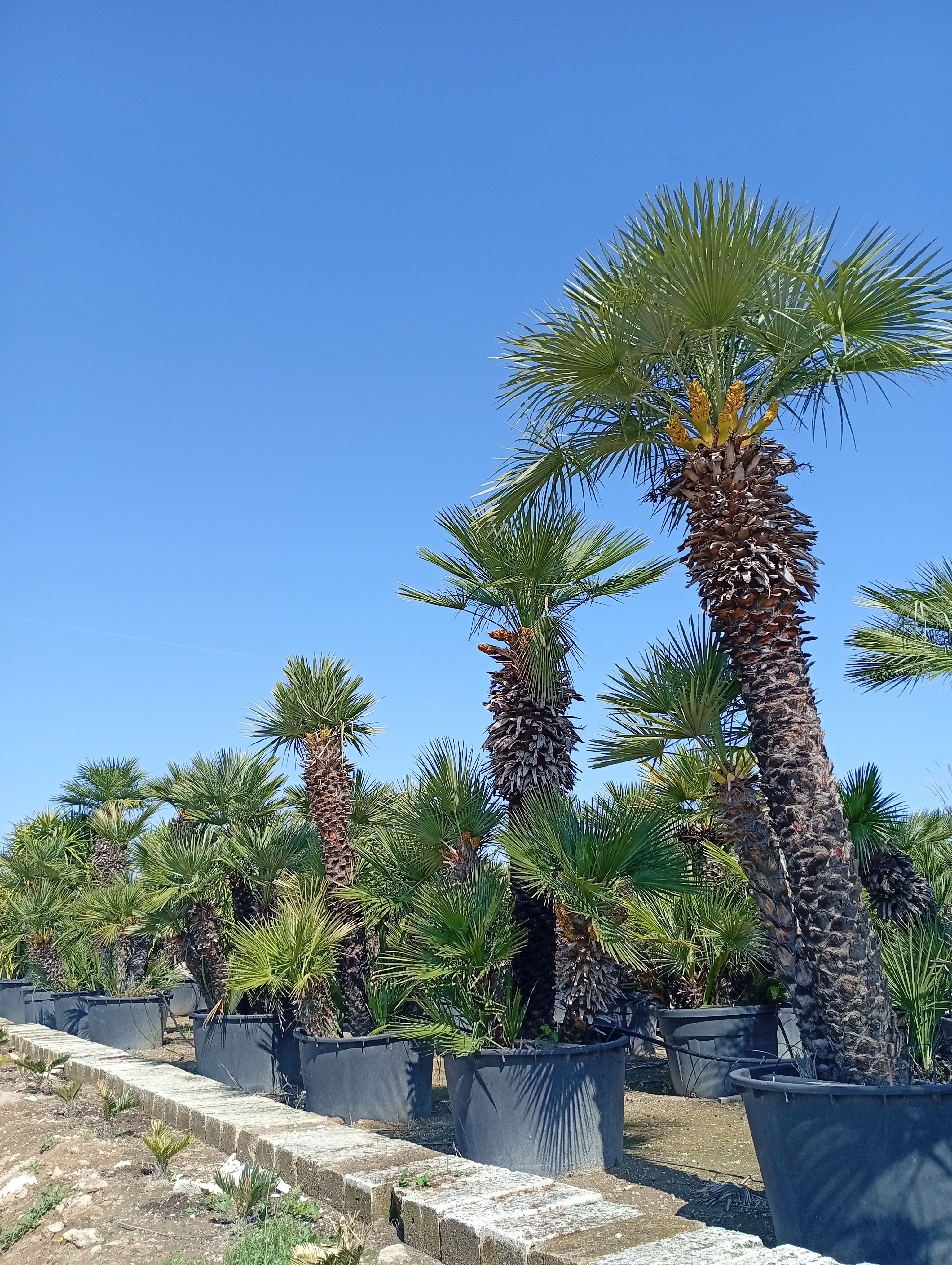 Zwergpalme – Gartenpflanze – Zwergpalme – Chamaerops humilis E.Q. Vaso 100 280 c