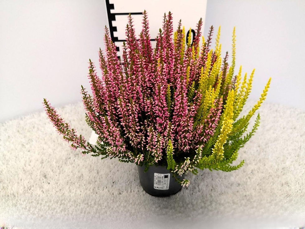 Calluna Heide Knospenheide