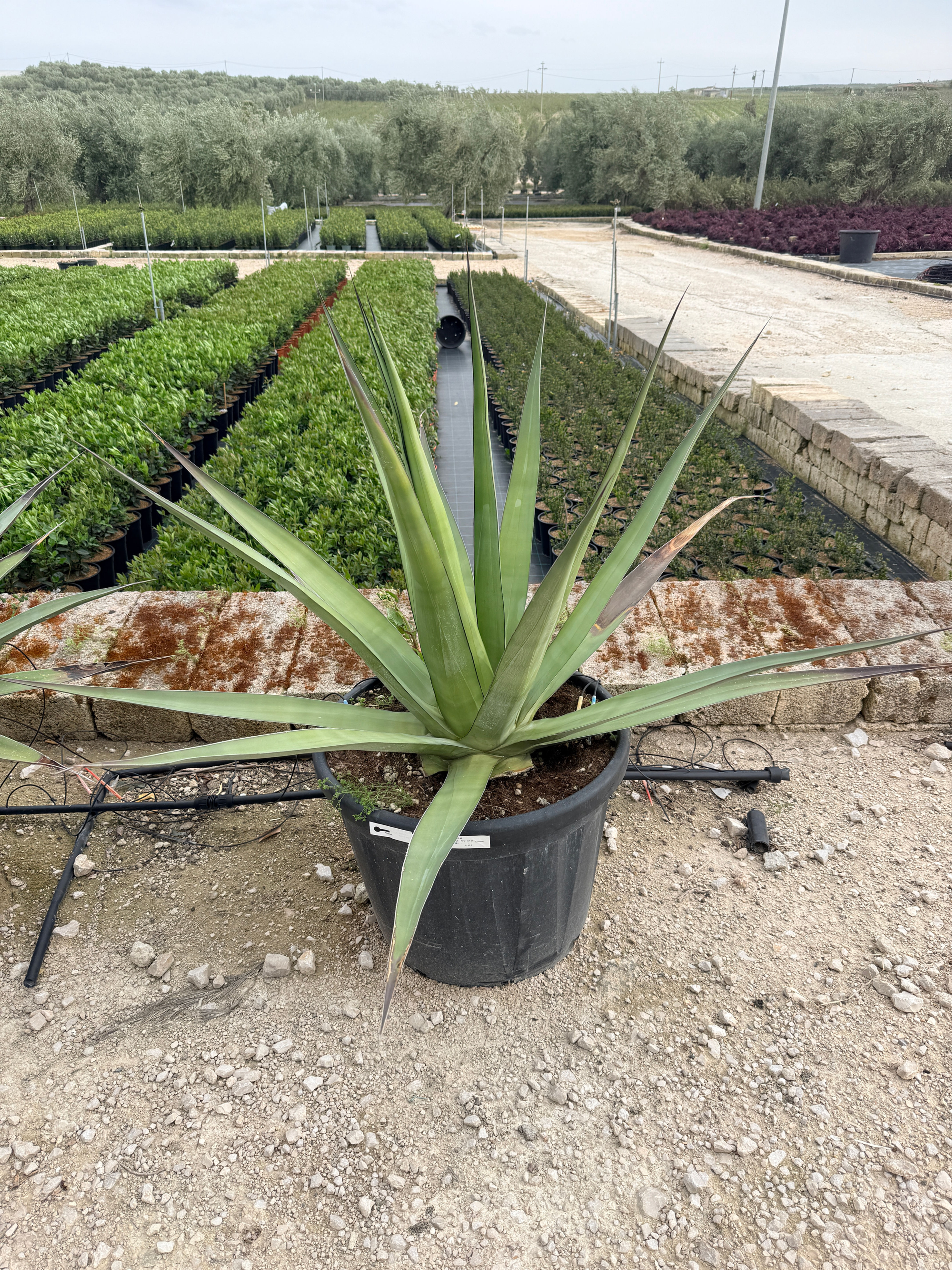 Agave – Gartenpflanze – Agave Angustifolia Vaso 60 kaufen