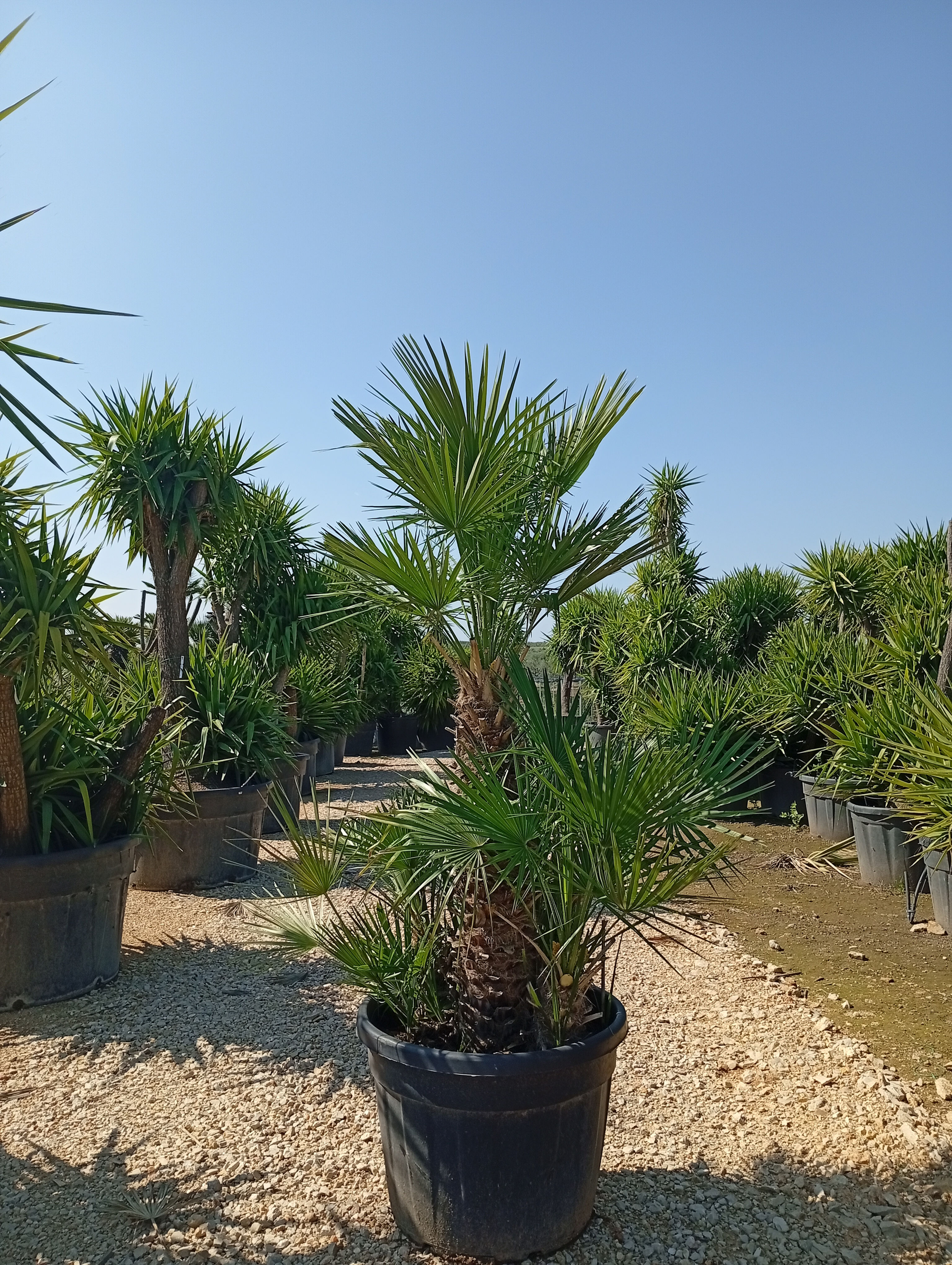 Zwergpalme – Gartenpflanze – Zwergpalme – Chamaerops humilis Vaso 60 150 cm kauf