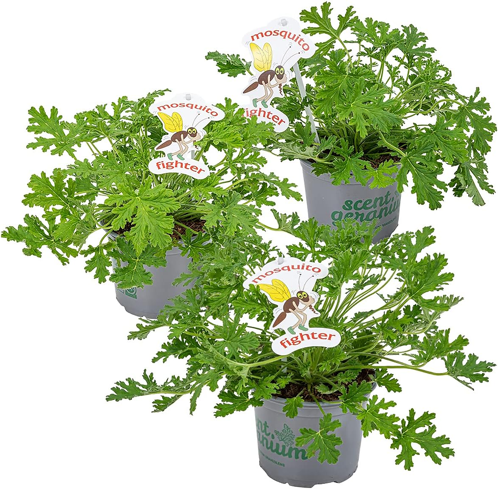 3Er Set - Pelargonium Graveolens - Zitronengeranie - Geranien Pflanzen - anti Mü