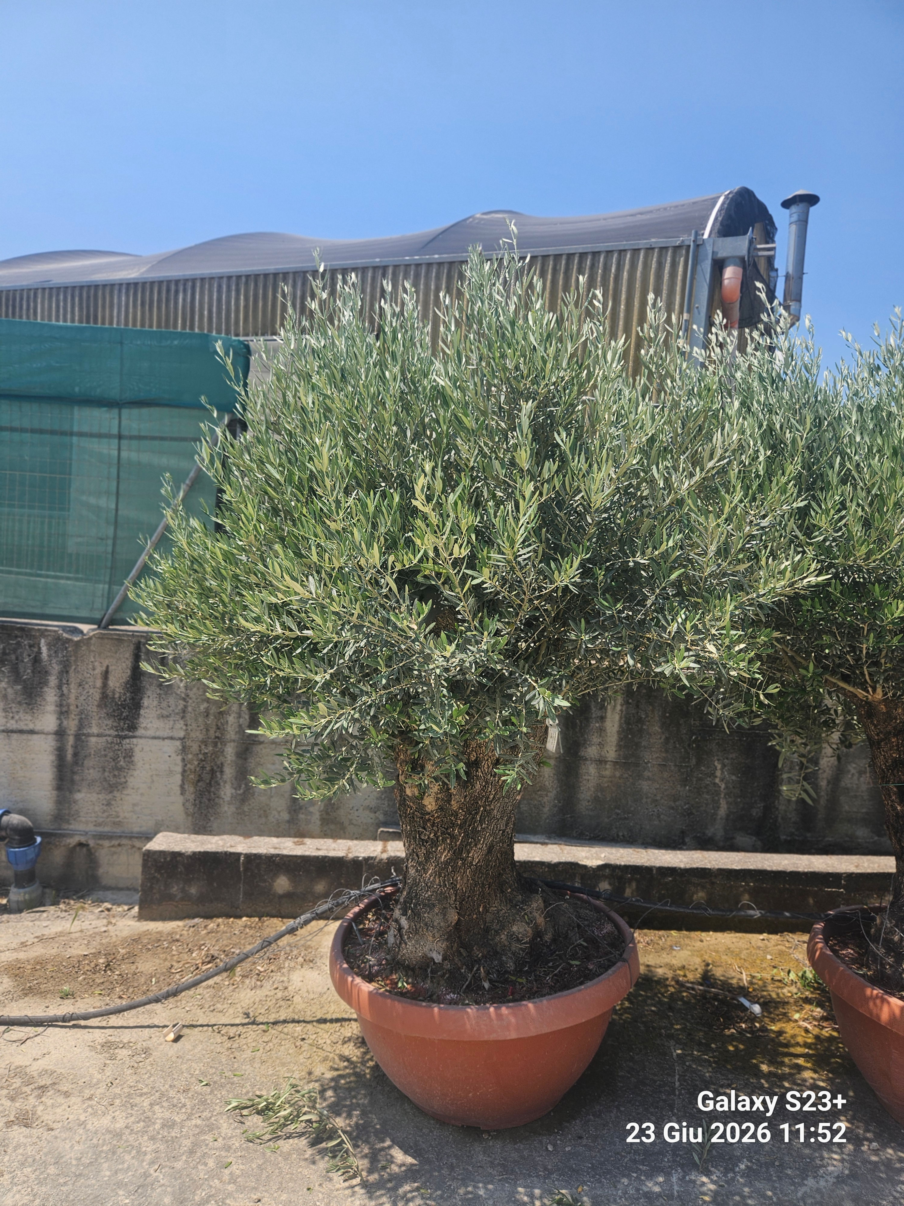 Olivenbaum – Olea europaea bonsai Olivenbaum – 200 cm inkl. Topf kaufen