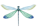 Blue Dragonfly