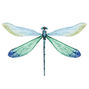 Blue Dragonfly