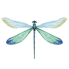 Libellule bleu