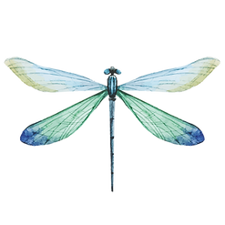 blaue Libelle