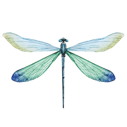 Libellule bleu