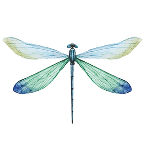 Blue Dragonfly