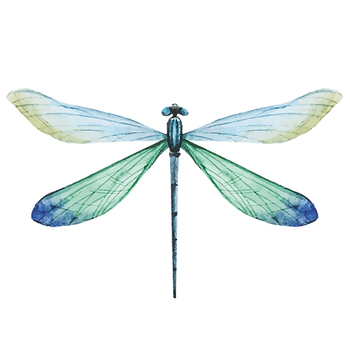 Blue Dragonfly