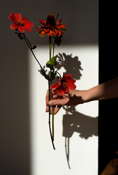 Kore_FlowerplantsDEF_40.JPG