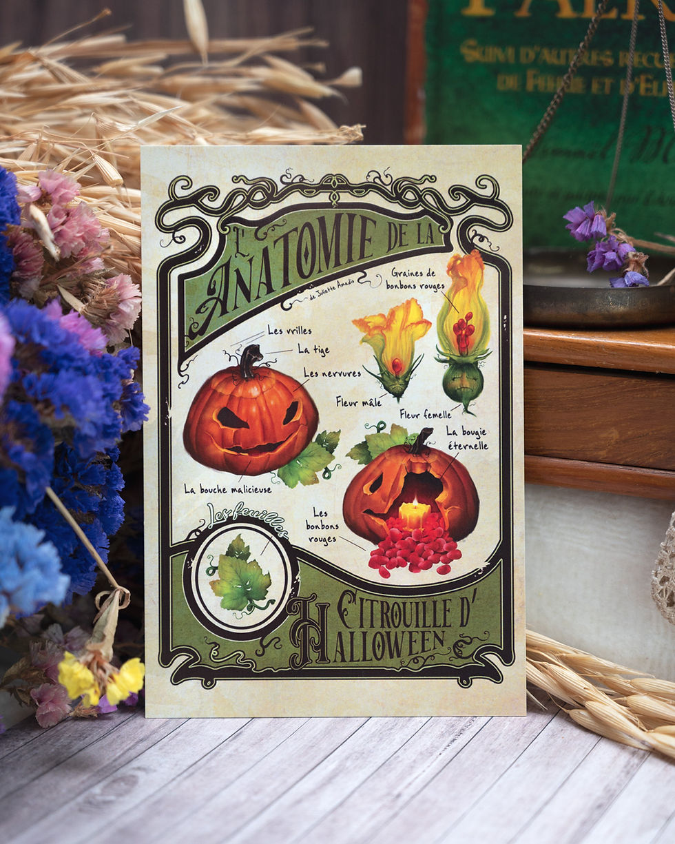 Carte Postale Anatomie de la citrouille