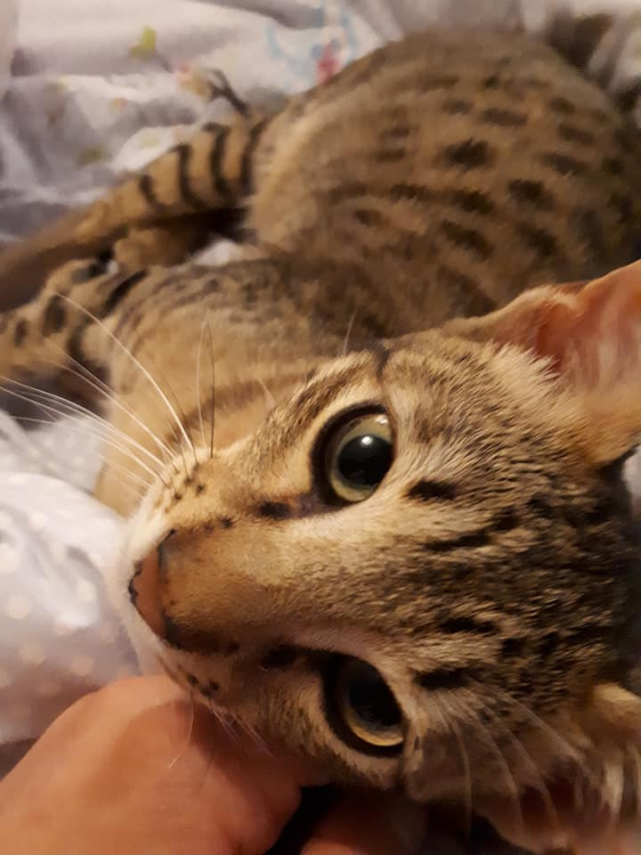 Do Savannah cats make good pets?