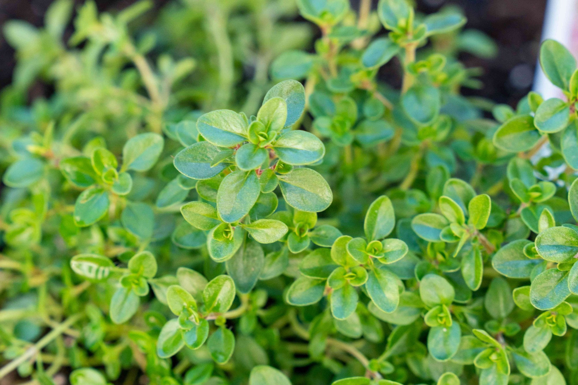 Natural THYME Essential Oil