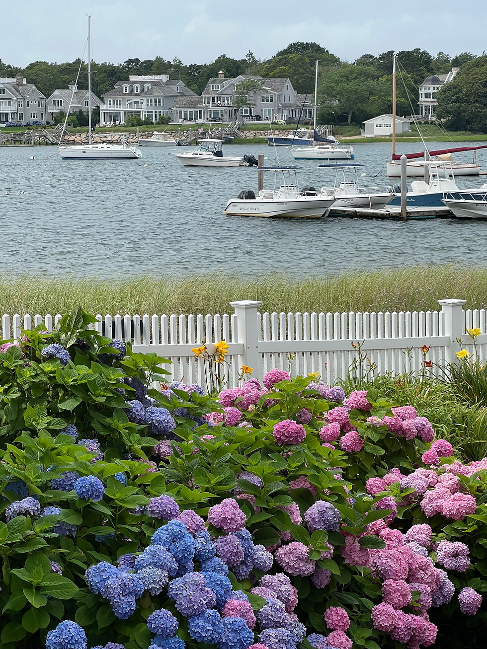 Hydrangea festival West Dennis, MA, 2025
