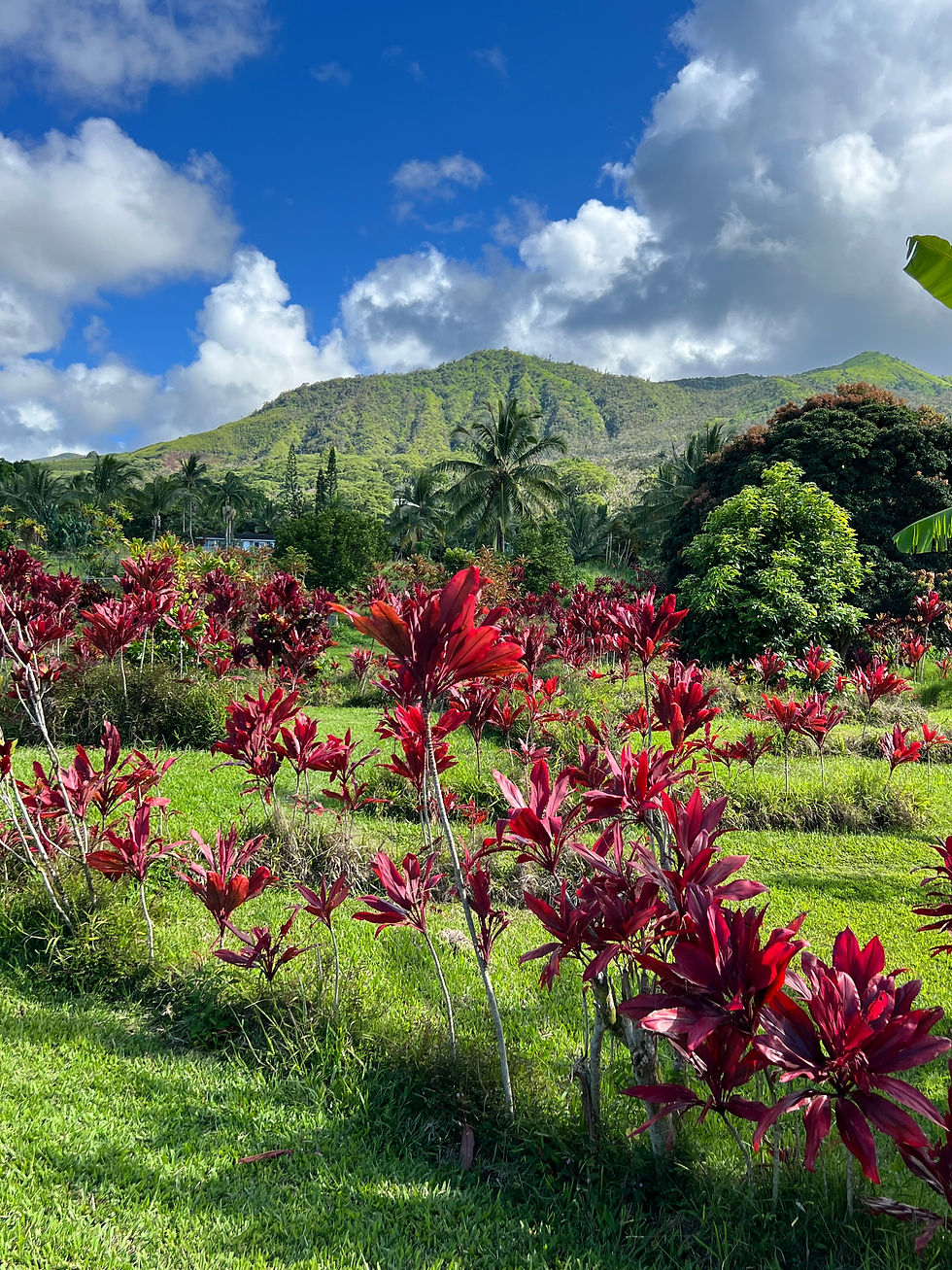 Maui 2021