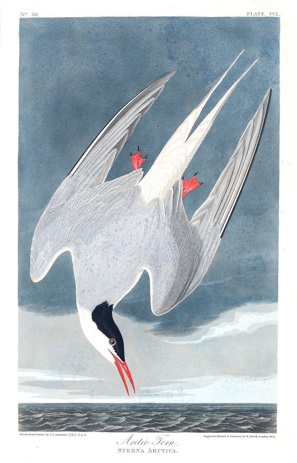Audubon-Arctic Tern-watercolour