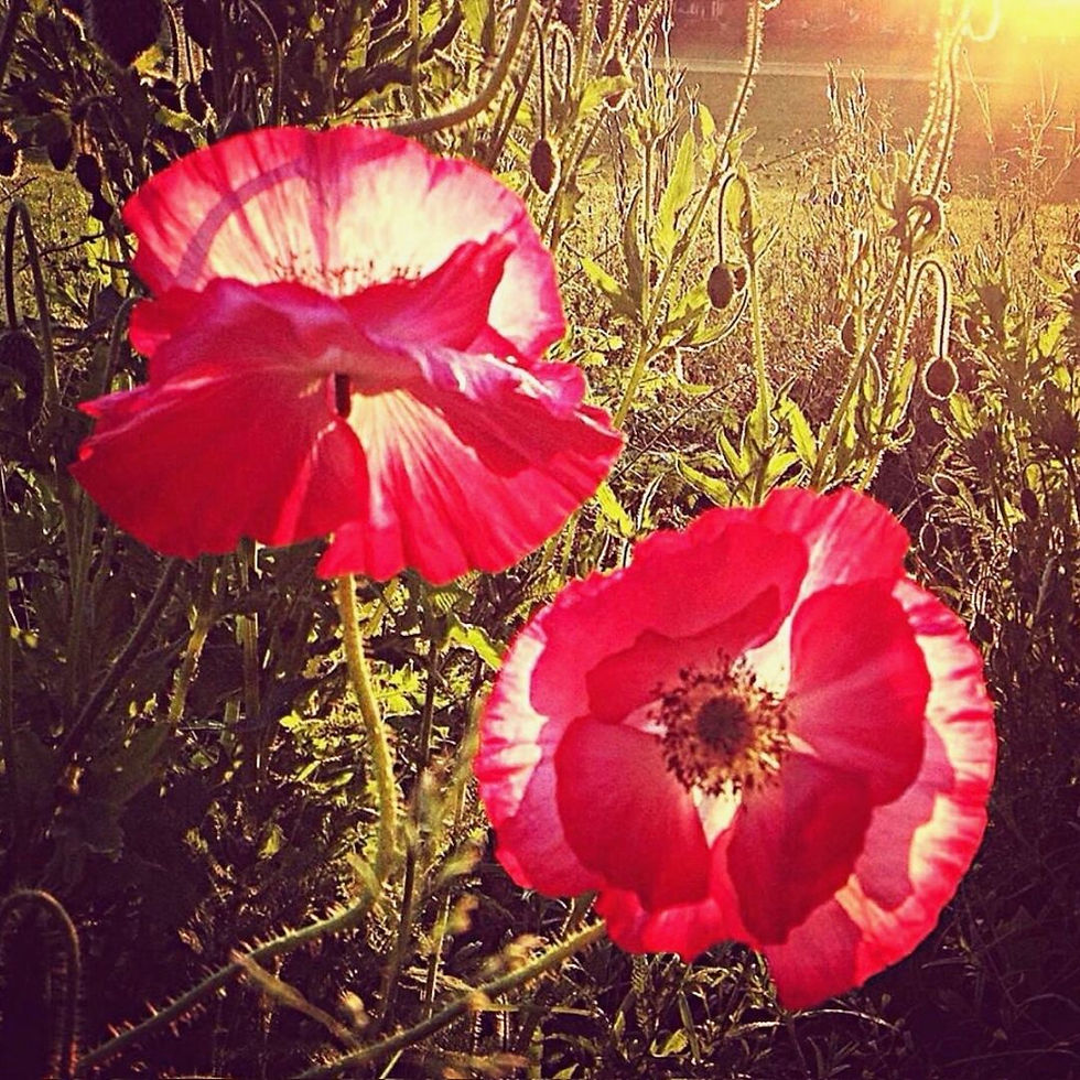Poppy Photo Mon 9th Nov